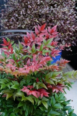 Nandina Domestica Obsessed ('Seika') (PBR) 16 Nandina Domestica Obsessed ('Seika') (PBR) -Cheap Plants Store pl2000020896 card7 lg
