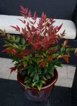 Nandina Domestica Obsessed ('Seika') (PBR) 18 Nandina Domestica Obsessed ('Seika') (PBR) -Cheap Plants Store pl2000020896 card9 lg