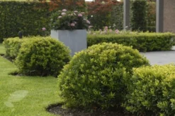 Ilex Crenata Dark Green ('Icoprins11') (PBR) -Cheap Plants Store pl2000020898 card3 lg