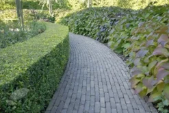 Ilex Crenata Dark Green ('Icoprins11') (PBR) -Cheap Plants Store pl2000020898 card4 lg