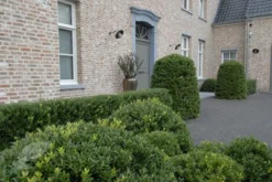 Ilex Crenata Dark Green ('Icoprins11') (PBR) -Cheap Plants Store pl2000020898 card5 lg