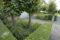 Ilex Crenata Dark Green ('Icoprins11') (PBR) -Cheap Plants Store pl2000020898 card6 lg