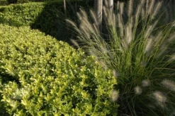 Ilex Crenata Dark Green ('Icoprins11') (PBR) -Cheap Plants Store pl2000020898 card7 lg