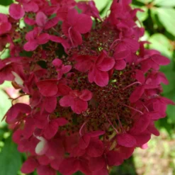 Hydrangea Paniculata 'Wim's Red' (PBR)