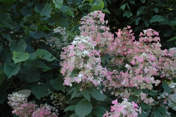 Hydrangea Paniculata 'Wim's Red' (PBR) 3 Hydrangea Paniculata 'Wim's Red' (PBR) - Image 3