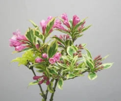 Weigela Florida Magical Rainbow ('Kolmagira') (PBR) -Cheap Plants Store pl2000020903 card3 lg
