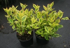 Weigela Florida Magical Rainbow ('Kolmagira') (PBR) -Cheap Plants Store pl2000020903 card4 lg