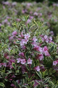 Weigela Florida Magical Rainbow ('Kolmagira') (PBR) -Cheap Plants Store pl2000020903 card6 lg