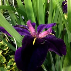 Iris 'Black Gamecock' -Cheap Plants Store pl2000020914 card3 lg