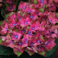 Hydrangea Macrophylla Glam Rock ('Horwack') (PBR)