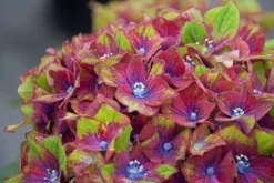 Hydrangea Macrophylla Glam Rock ('Horwack') (PBR) -Cheap Plants Store pl2000020917 card3 lg