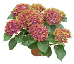Hydrangea Macrophylla Glam Rock ('Horwack') (PBR) -Cheap Plants Store pl2000020917 card4 lg