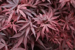 Acer Palmatum 'Shaina' -Cheap Plants Store pl2000020945 card4 lg