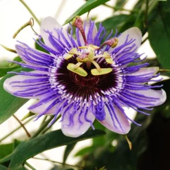 Passiflora 'Purple Haze'