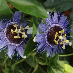 Passiflora 'Purple Haze' -Cheap Plants Store pl2000020952 card3 lg
