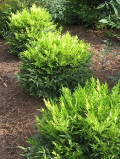 Nandina Domestica Magical Lemon And Lime ('Lemlim') (PBR) -Cheap Plants Store pl2000020961 card4 lg