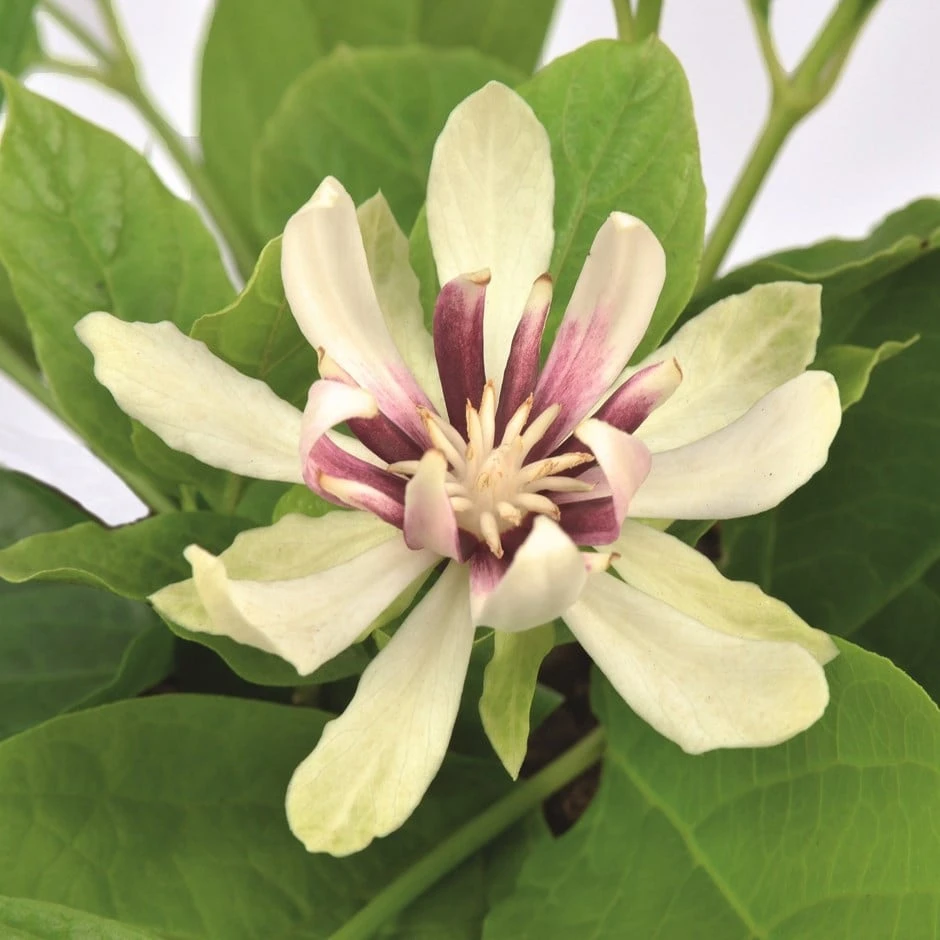 Calycanthus 'Venus' 1 Calycanthus 'Venus'