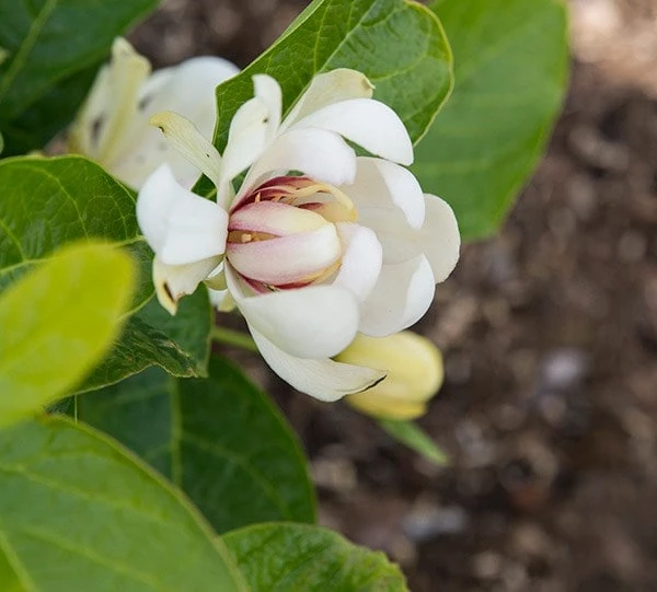 Calycanthus 'Venus' 2 Calycanthus 'Venus' - Image 2