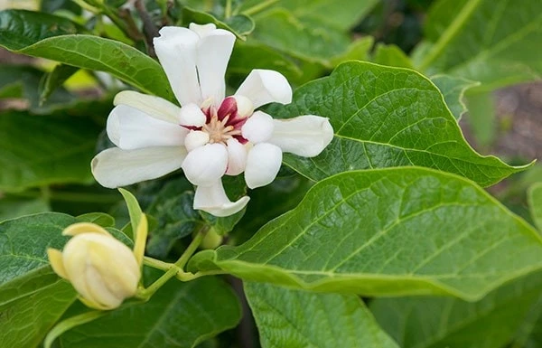 Calycanthus 'Venus' 3 Calycanthus 'Venus' - Image 3