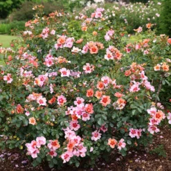 Rosa For Your Eyes Only ('Cheweyesup') (PBR)