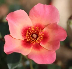 Rosa For Your Eyes Only ('Cheweyesup') (PBR) -Cheap Plants Store pl2000020975 card4 lg scaled