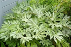 Fatsia Japonica 'Spider's Web' -Cheap Plants Store pl2000020976 card10 lg
