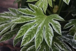 Fatsia Japonica 'Spider's Web' -Cheap Plants Store pl2000020976 card3 lg