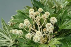 Fatsia Japonica 'Spider's Web' -Cheap Plants Store pl2000020976 card4 lg