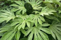 Fatsia Japonica 'Spider's Web' -Cheap Plants Store pl2000020976 card5 lg