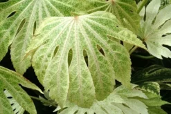 Fatsia Japonica 'Spider's Web' -Cheap Plants Store pl2000020976 card7 lg