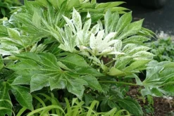 Fatsia Japonica 'Spider's Web' -Cheap Plants Store pl2000020976 card8 lg