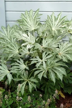 Fatsia Japonica 'Spider's Web' -Cheap Plants Store pl2000020976 card9 lg