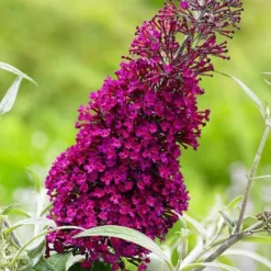 Buddleja Sugar Plum ('Lonplum') (PBR) 11 Buddleja Sugar Plum ('Lonplum') (PBR) -Cheap Plants Store pl2000020986 card4 lg