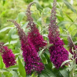 Buddleja Sugar Plum ('Lonplum') (PBR) 14 Buddleja Sugar Plum ('Lonplum') (PBR) -Cheap Plants Store pl2000020986 card7 lg