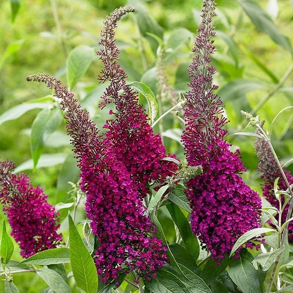 Buddleja Sugar Plum ('Lonplum') (PBR) 7 Buddleja Sugar Plum ('Lonplum') (PBR) - Image 7