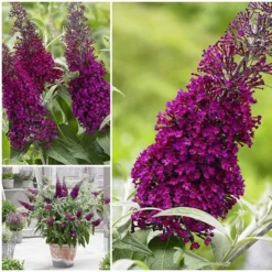 Buddleja Sugar Plum ('Lonplum') (PBR) 15 Buddleja Sugar Plum ('Lonplum') (PBR) -Cheap Plants Store pl2000020986 card8 lg