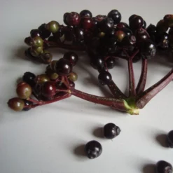 Sambucus Nigra F. Porphyrophylla Black Tower ('Eiffel 1') (PBR) -Cheap Plants Store pl2000020988 card3 lg