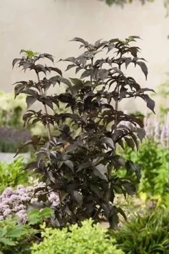 Sambucus Nigra F. Porphyrophylla Black Tower ('Eiffel 1') (PBR) -Cheap Plants Store pl2000020988 card4 lg