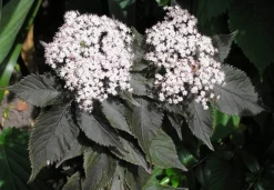 Sambucus Nigra F. Porphyrophylla Black Tower ('Eiffel 1') (PBR) -Cheap Plants Store pl2000020988 card5 lg