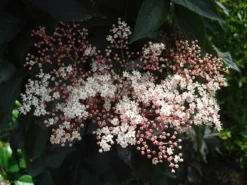 Sambucus Nigra F. Porphyrophylla Black Tower ('Eiffel 1') (PBR) -Cheap Plants Store pl2000020988 card6 lg