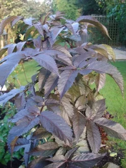 Sambucus Nigra F. Porphyrophylla Black Tower ('Eiffel 1') (PBR) -Cheap Plants Store pl2000020988 card7 lg