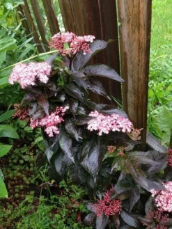 Sambucus Nigra F. Porphyrophylla Black Tower ('Eiffel 1') (PBR) -Cheap Plants Store pl2000020988 card8 lg