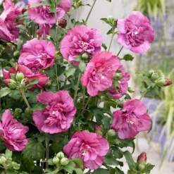 Hibiscus Syriacus Magenta Chiffon ('Rwoods5') (PBR) (Chiffon Series) -Cheap Plants Store pl2000020989 card3 lg