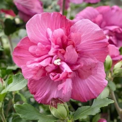 Hibiscus Syriacus Magenta Chiffon ('Rwoods5') (PBR) (Chiffon Series) -Cheap Plants Store pl2000020989 card4 lg