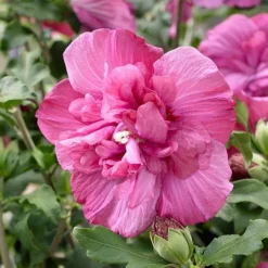 Hibiscus Syriacus Magenta Chiffon ('Rwoods5') (PBR) (Chiffon Series) -Cheap Plants Store pl2000020989 card5 lg