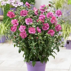 Hibiscus Syriacus Magenta Chiffon ('Rwoods5') (PBR) (Chiffon Series) -Cheap Plants Store pl2000020989 card6 lg
