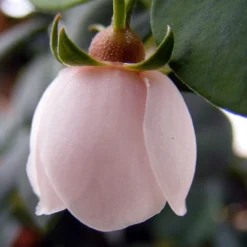 Ugni Molinae KaPow ('Yanpow') -Cheap Plants Store pl2000020996 card4 lg