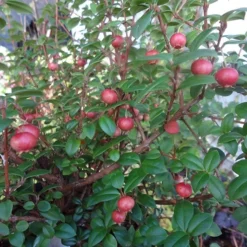 Ugni Molinae KaPow ('Yanpow') -Cheap Plants Store pl2000020996 card5 lg