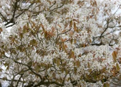 Amelanchier Lamarckii -Cheap Plants Store pl2000021003 card3 lg