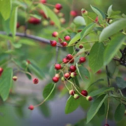 Amelanchier Lamarckii -Cheap Plants Store pl2000021003 card4 lg